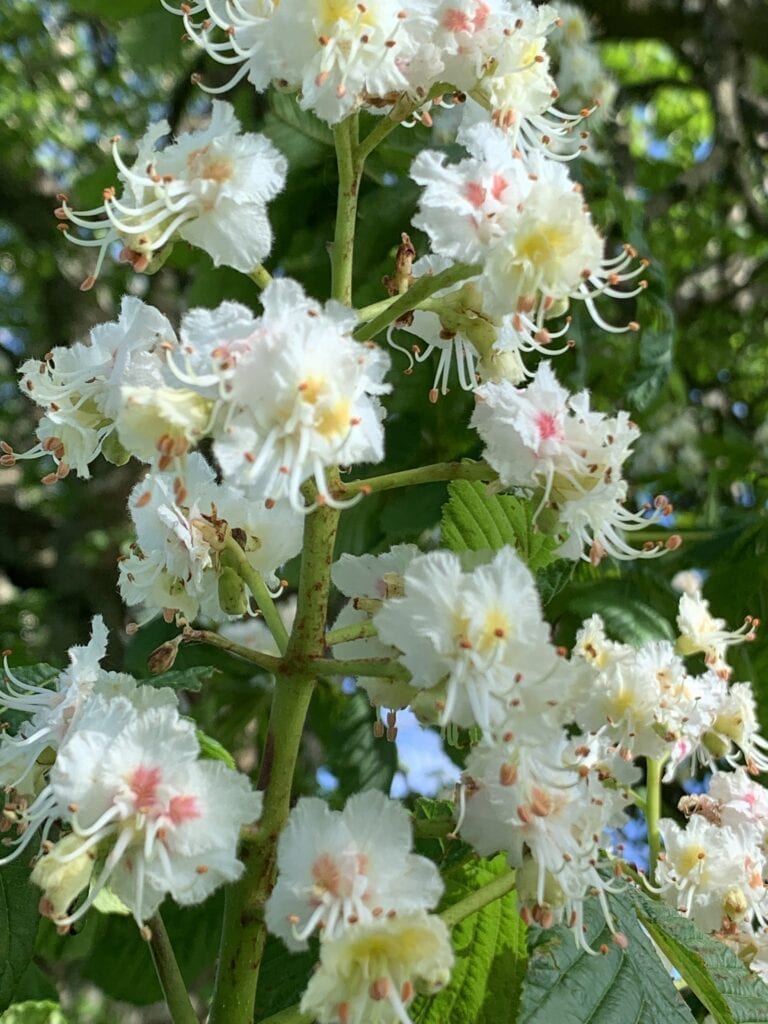 Kastanj med blommor