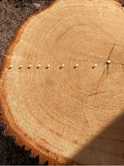 ekstubbe